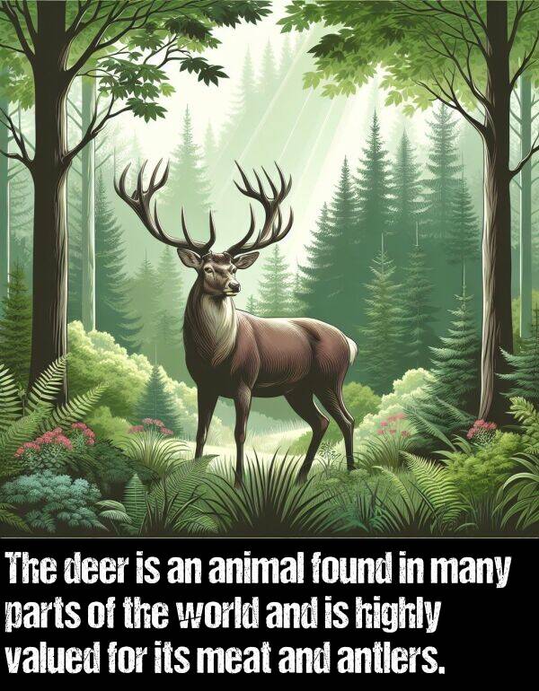 parts: The deer is an animal found in many parts of the world and is highly valued for its meat and antlers.