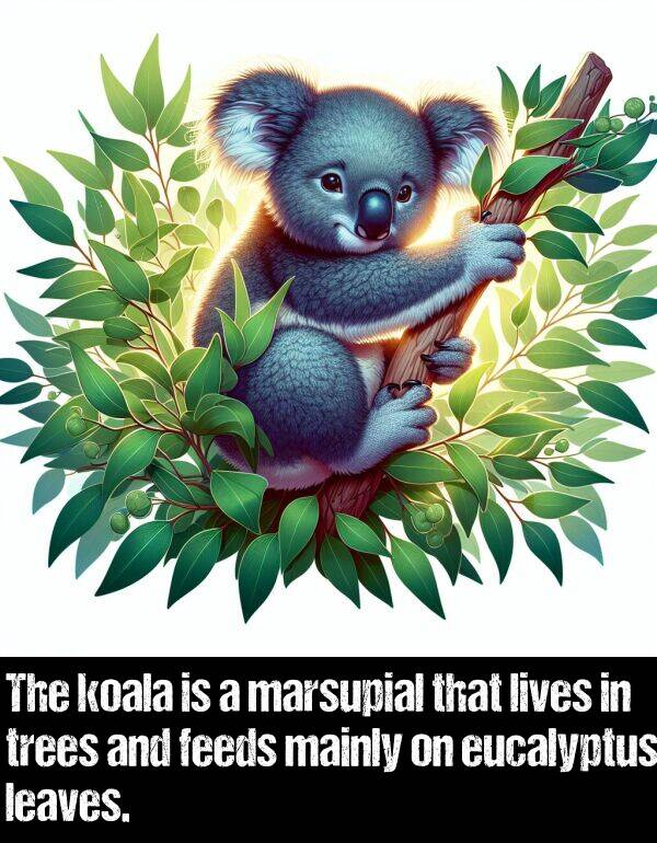 lives: The koala is a marsupial that lives in trees and feeds mainly on eucalyptus leaves.