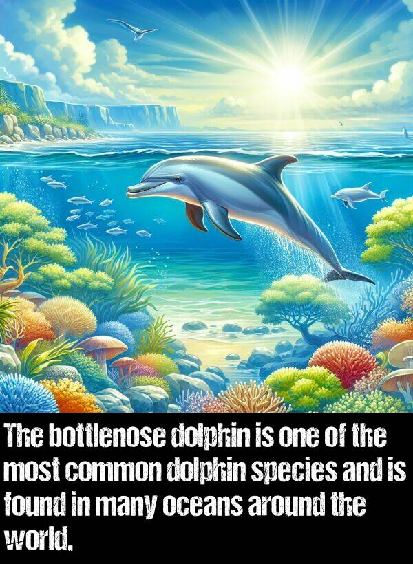 bottlenose: The bottlenose dolphin is one of the most common dolphin species and is found in many oceans around the world.