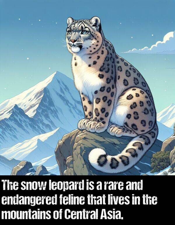 leopard: The snow leopard is a rare and endangered feline that lives in the mountains of Central Asia.