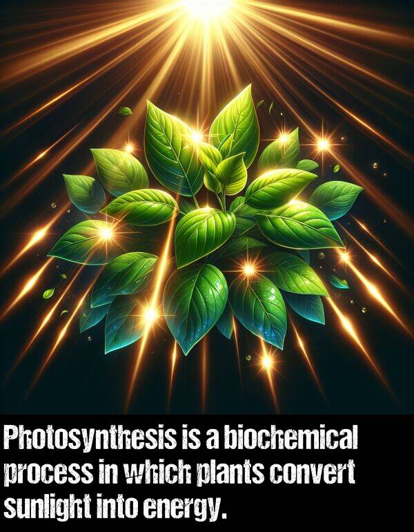 which: Photosynthesis is a biochemical process in which plants convert sunlight into energy.