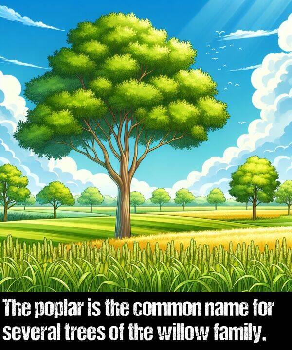 name: The poplar is the common name for several trees of the willow family.