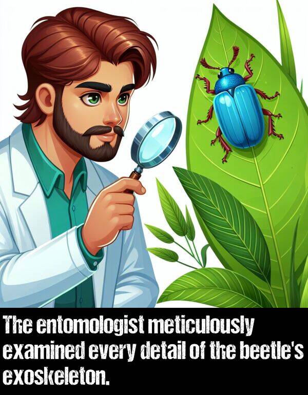 meticulously: The entomologist meticulously examined every detail of the beetle's exoskeleton.
