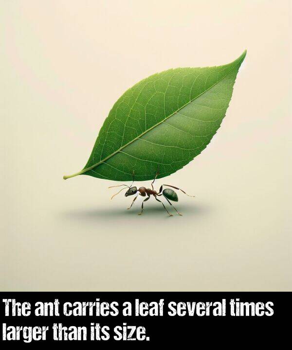 leaf: The ant carries a leaf several times larger than its size.