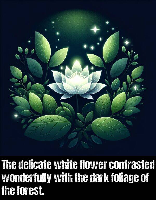 white: The delicate white flower contrasted wonderfully with the dark foliage of the forest.