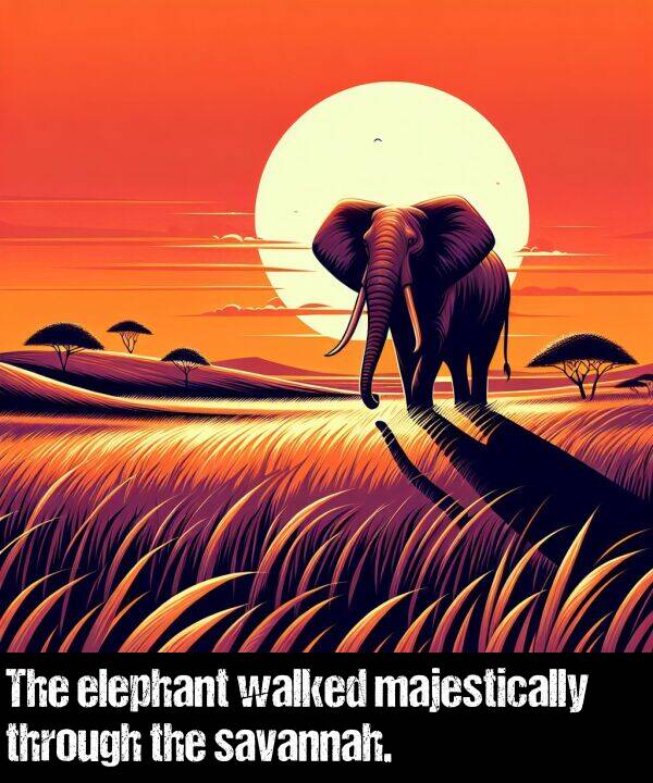 savannah: The elephant walked majestically through the savannah.