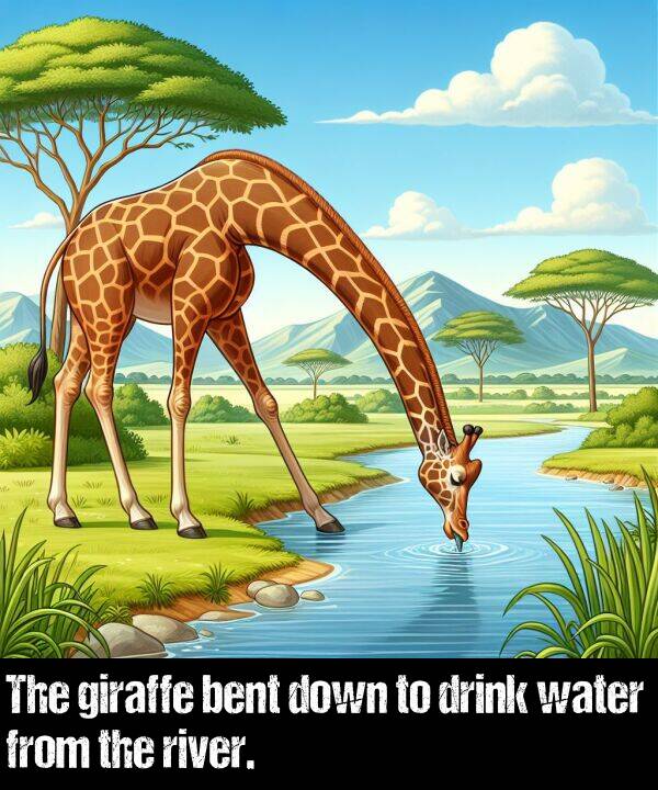water: The giraffe bent down to drink water from the river.