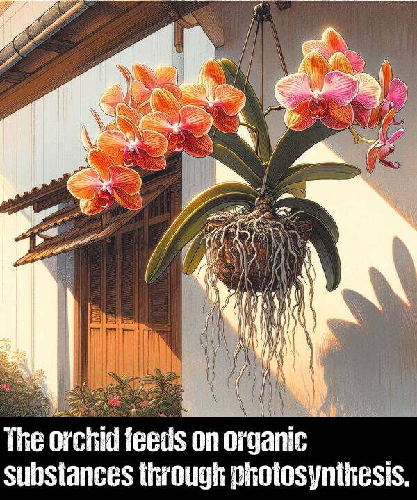 feeds: The orchid feeds on organic substances through photosynthesis.