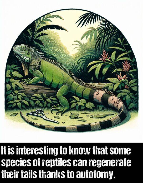know: It is interesting to know that some species of reptiles can regenerate their tails thanks to autotomy.