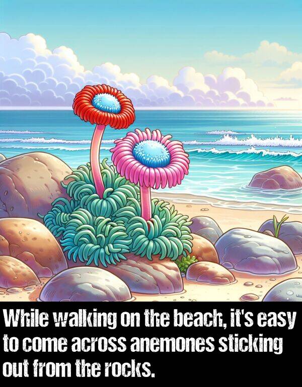 easy: While walking on the beach, it's easy to come across anemones sticking out from the rocks.