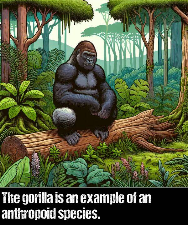 species: The gorilla is an example of an anthropoid species.