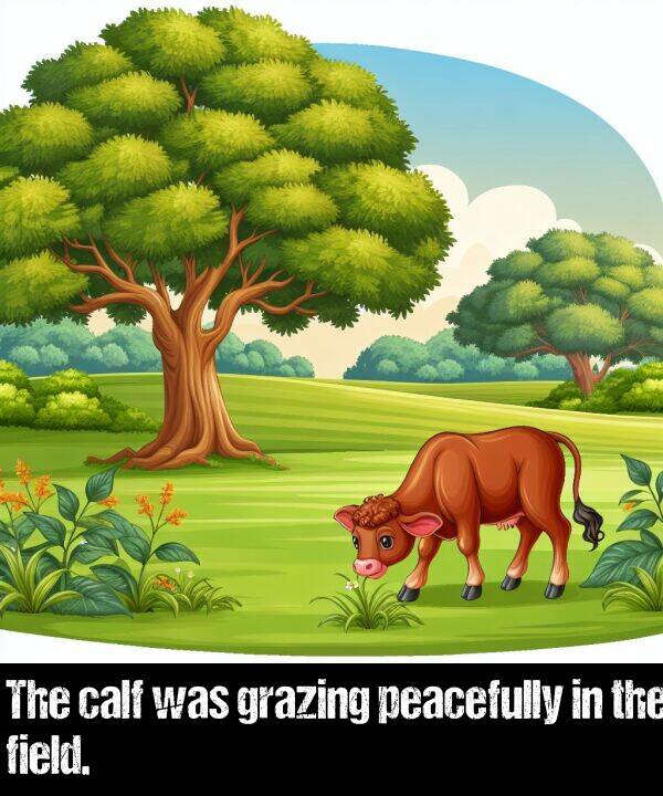 field: The calf was grazing peacefully in the field.