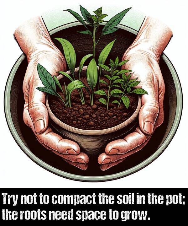 space: Try not to compact the soil in the pot; the roots need space to grow.
