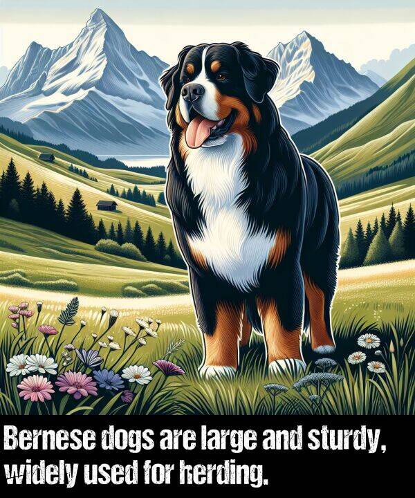 used: Bernese dogs are large and sturdy, widely used for herding.