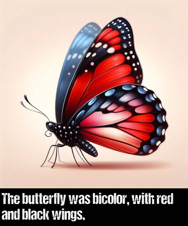 butterfly: The butterfly was bicolor, with red and black wings.