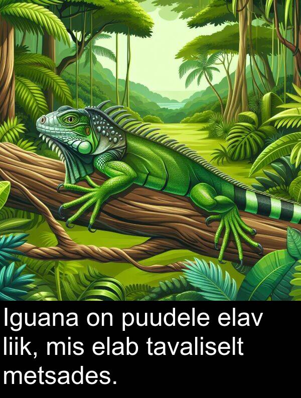elav: Iguana on puudele elav liik, mis elab tavaliselt metsades.