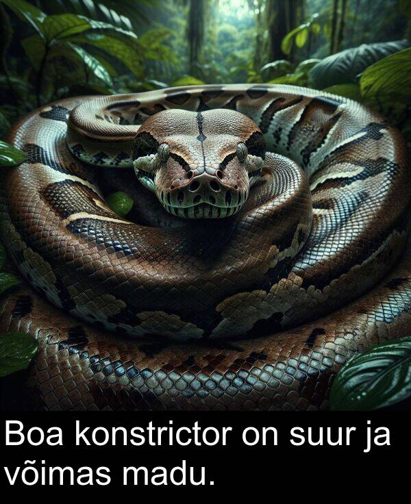suur: Boa konstrictor on suur ja võimas madu.