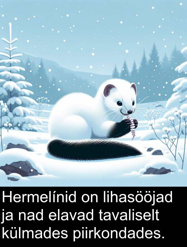 külmades: Hermelínid on lihasööjad ja nad elavad tavaliselt külmades piirkondades.