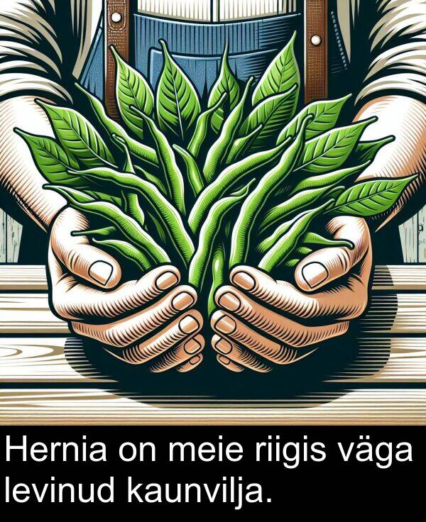 riigis: Hernia on meie riigis väga levinud kaunvilja.