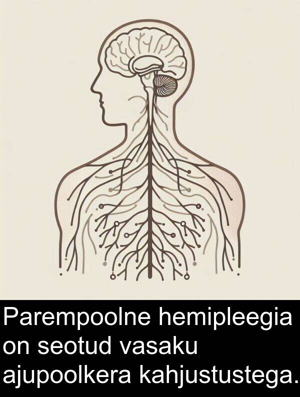 ajupoolkera: Parempoolne hemipleegia on seotud vasaku ajupoolkera kahjustustega.