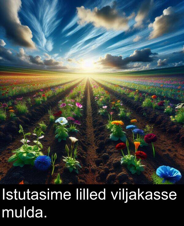 viljakasse: Istutasime lilled viljakasse mulda.