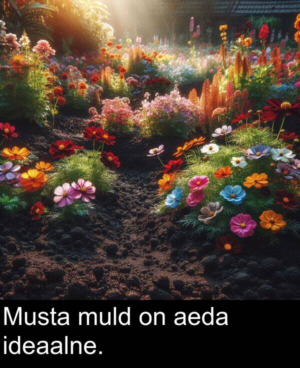 muld: Musta muld on aeda ideaalne.