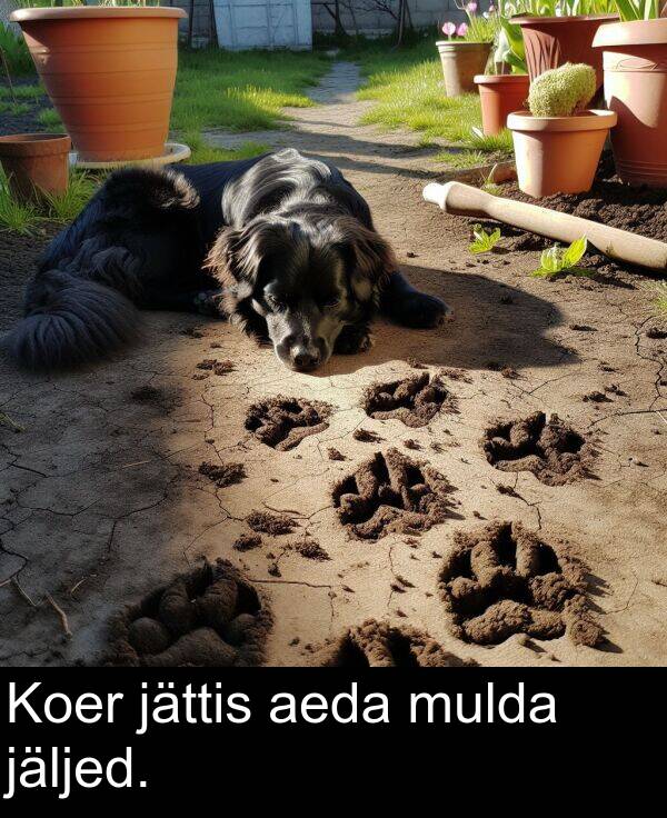 jättis: Koer jättis aeda mulda jäljed.