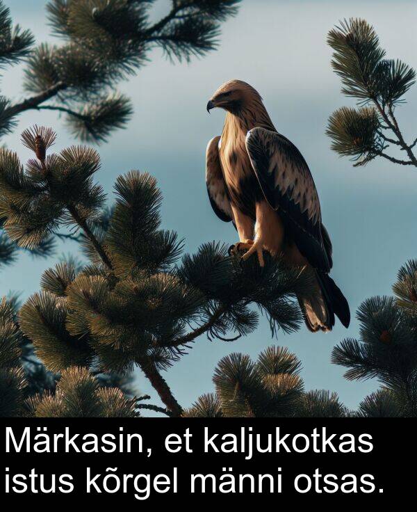 kõrgel: Märkasin, et kaljukotkas istus kõrgel männi otsas.