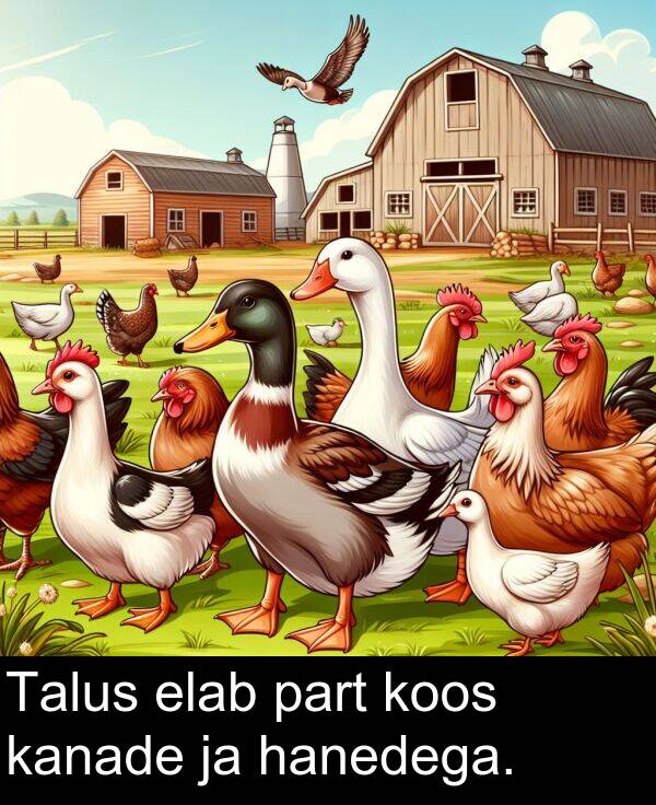 koos: Talus elab part koos kanade ja hanedega.
