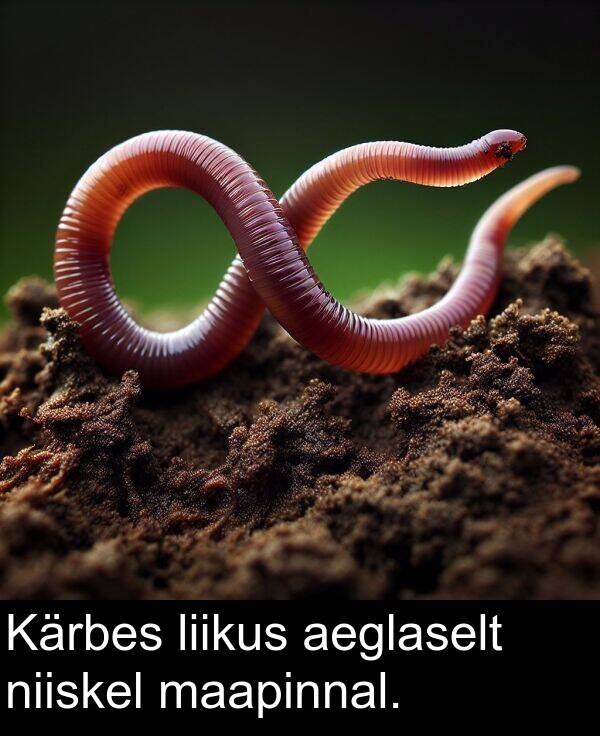 liikus: Kärbes liikus aeglaselt niiskel maapinnal.