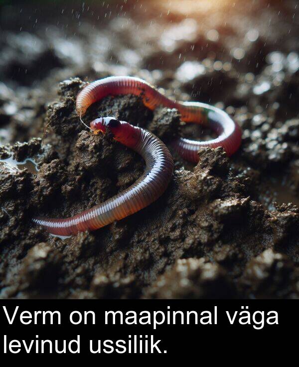 ussiliik: Verm on maapinnal väga levinud ussiliik.