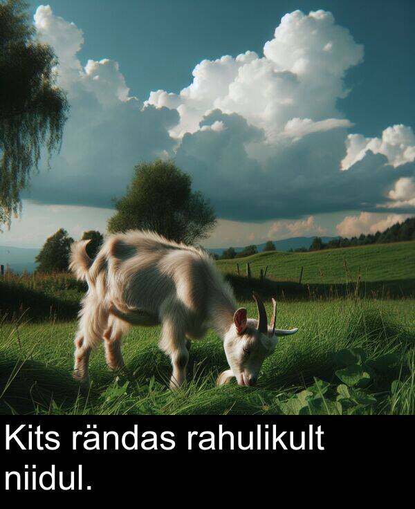rändas: Kits rändas rahulikult niidul.