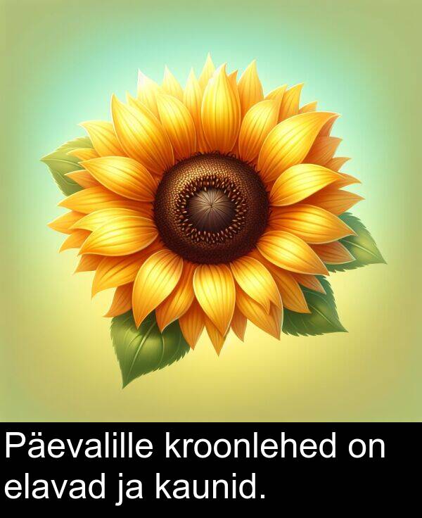 elavad: Päevalille kroonlehed on elavad ja kaunid.