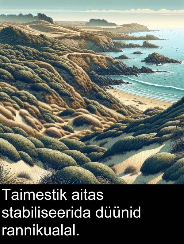 düünid: Taimestik aitas stabiliseerida düünid rannikualal.