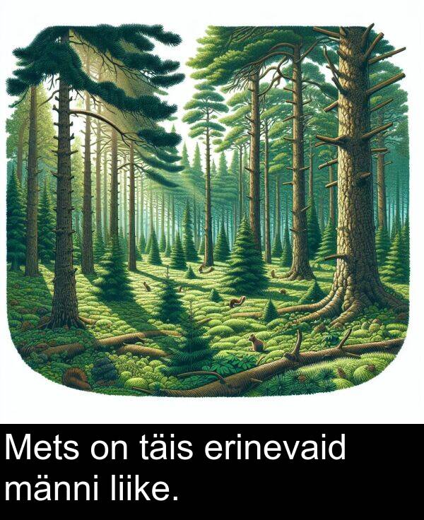 erinevaid: Mets on täis erinevaid männi liike.