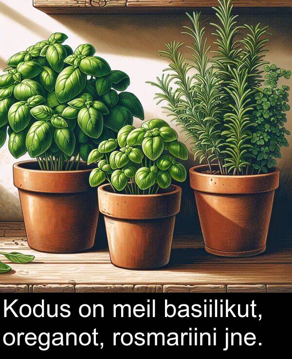 basiilikut: Kodus on meil basiilikut, oreganot, rosmariini jne.