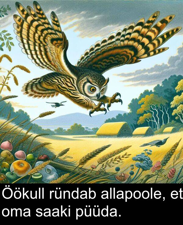 ründab: Öökull ründab allapoole, et oma saaki püüda.