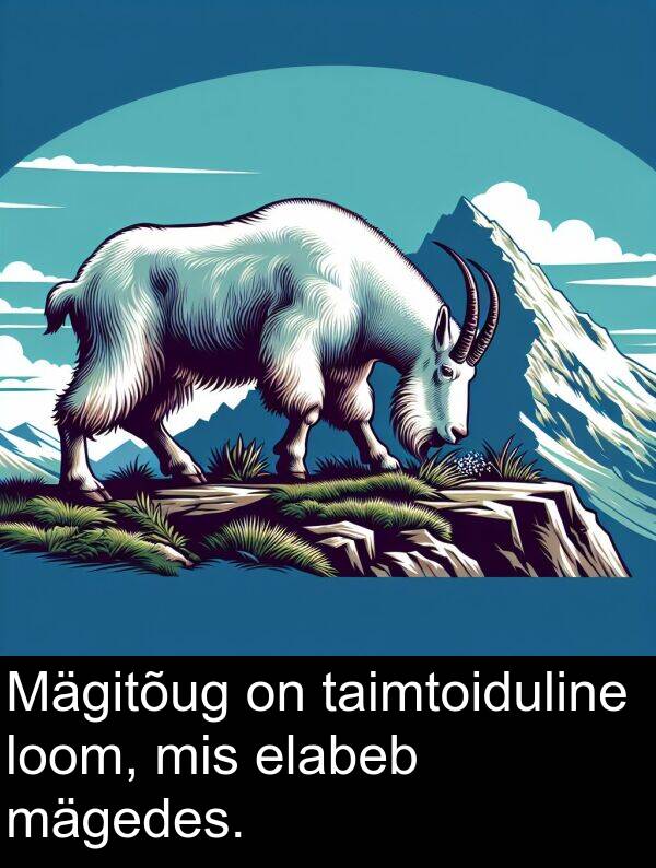 mis: Mägitõug on taimtoiduline loom, mis elabeb mägedes.