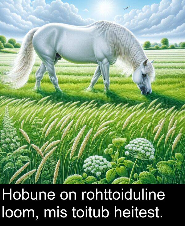 rohttoiduline: Hobune on rohttoiduline loom, mis toitub heitest.