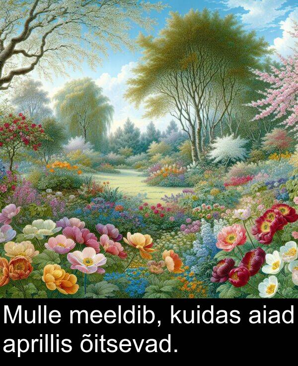 kuidas: Mulle meeldib, kuidas aiad aprillis õitsevad.