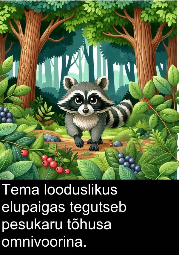 looduslikus: Tema looduslikus elupaigas tegutseb pesukaru tõhusa omnivoorina.