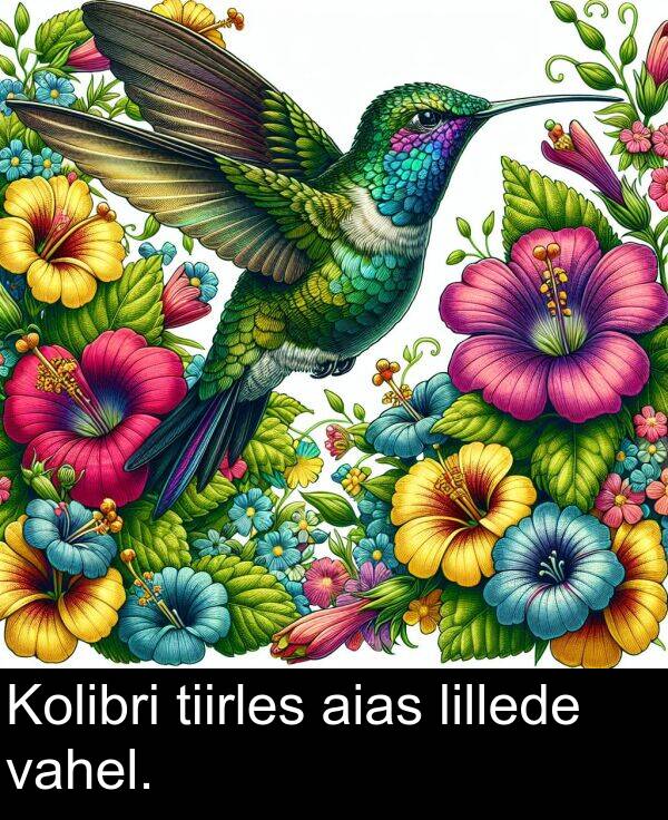 lillede: Kolibri tiirles aias lillede vahel.