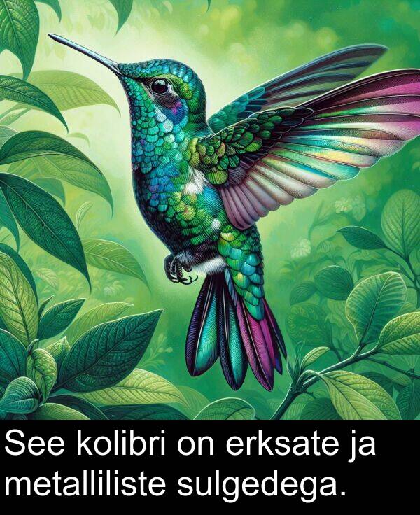 erksate: See kolibri on erksate ja metalliliste sulgedega.