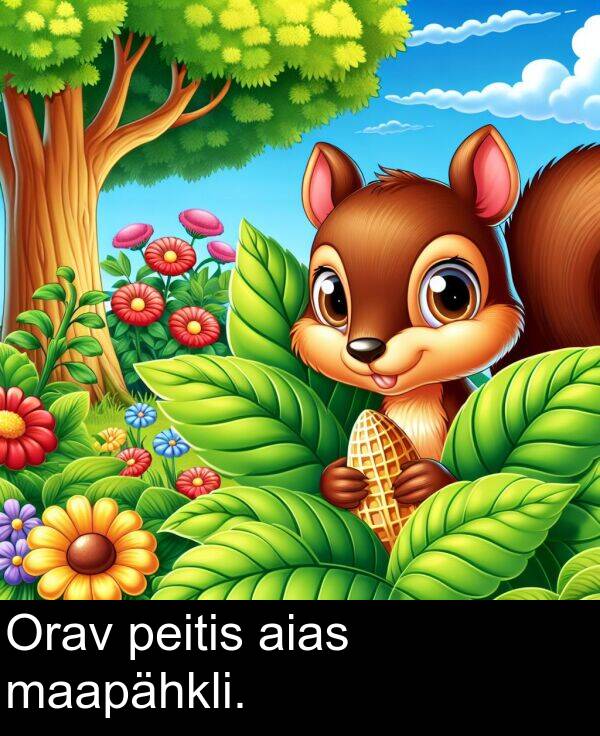 maapähkli: Orav peitis aias maapähkli.