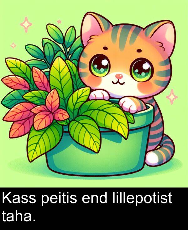lillepotist: Kass peitis end lillepotist taha.
