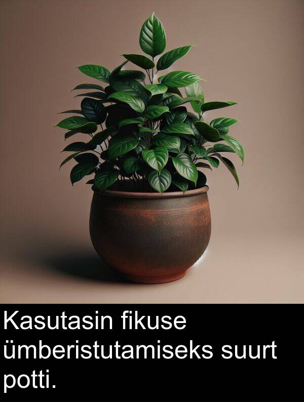 fikuse: Kasutasin fikuse ümberistutamiseks suurt potti.