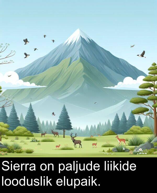 elupaik: Sierra on paljude liikide looduslik elupaik.
