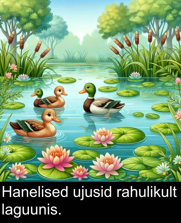 laguunis: Hanelised ujusid rahulikult laguunis.