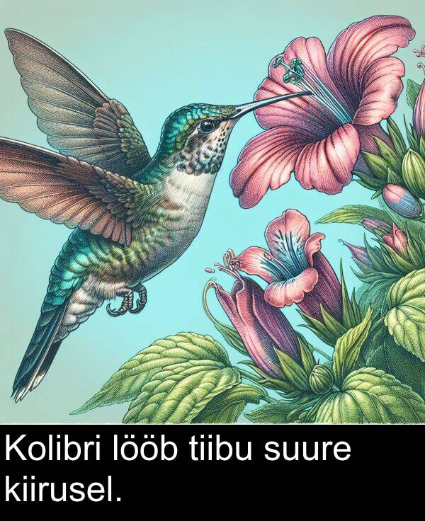 suure: Kolibri lööb tiibu suure kiirusel.