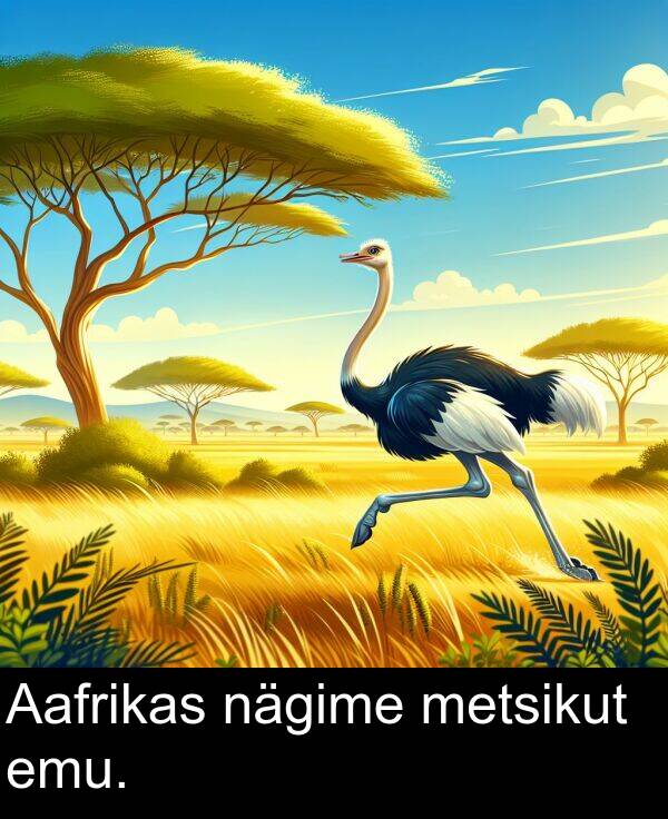 metsikut: Aafrikas nägime metsikut emu.